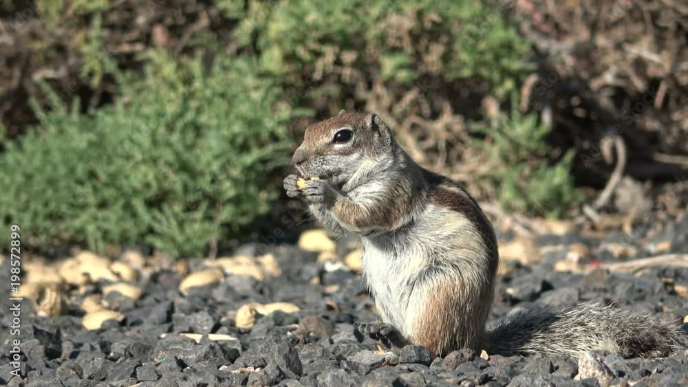 Atlashörnchen, Atlantoxerus getulus, Hörnchen, Felltier, Wildtier, Fuerteventura, Insel, Spanien, 4K Atlashörnchen, Atlantoxerus getulus, Hörnchen, Felltier, Wildtier, Fuerteventura, Insel, Spanien, 4K