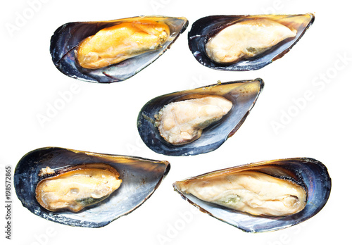 Mussels in the sink over white background