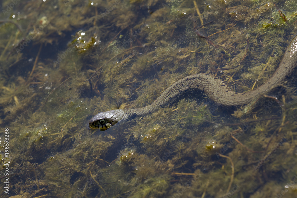 Couleuvre en chasse à la surface de l'eau Couleuvre en chasse à la surface de l'eau