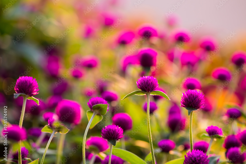 Pink globe amaranth flowers. solf focus (gomphrena Globosa) Pink globe amaranth flowers. solf focus (gomphrena Globosa)