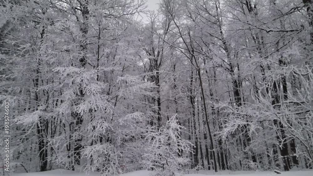 Beautiful Winter Forest. Snow Trees. winter idyll Beautiful Winter Forest. Snow Trees. winter idyll
