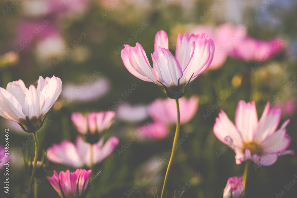 Beautiful pink cosmos flowers in sunset, natural background Beautiful pink cosmos flowers in sunset, natural background