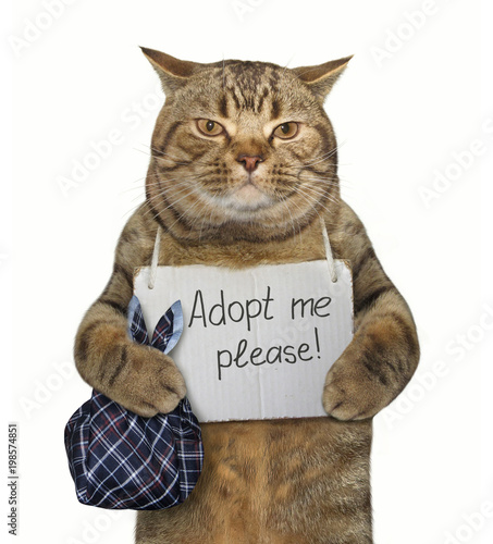 The poor cat with a sign around his neck. It says " Adopt me please! " White background.