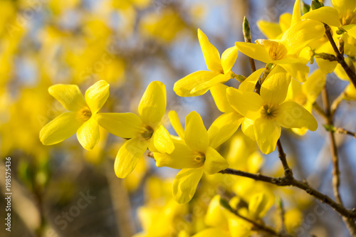 Tableau sur toile Beautiful Forsythia in spring time
