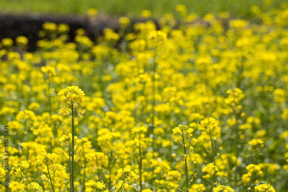 Beautiful Rape flowers in spring time