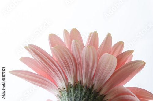 Beautiful gerbera flowers