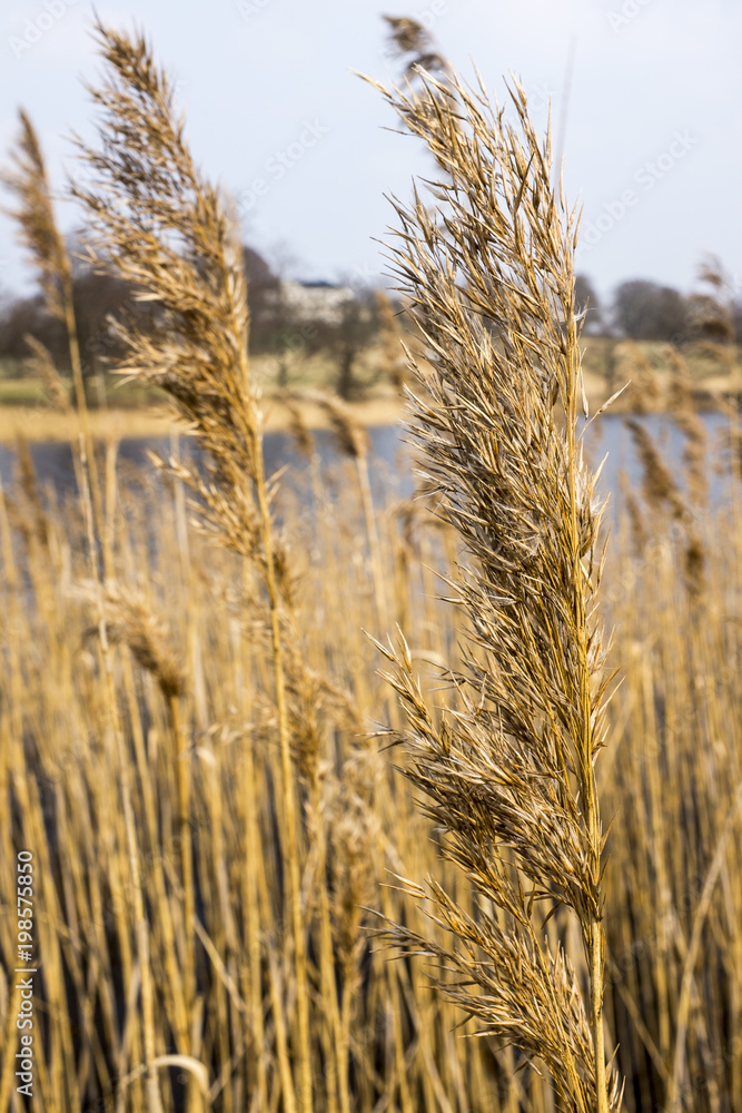 Fototapeta premium Reeds by the lake