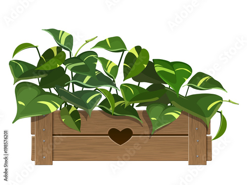 Indoor plant in a pot. Golden Pothos Plant. Vector isolated.