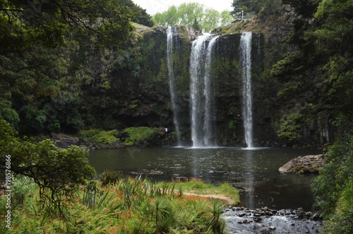 beautiful waterfall surrounded by vibrant nature near Whangarei