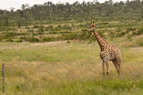 Lone Giraffe moving through the open plains 