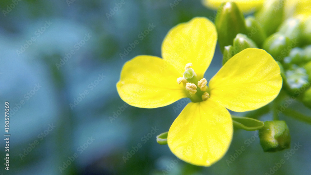 Naklejka premium Yellow flower on a blue background blurred background