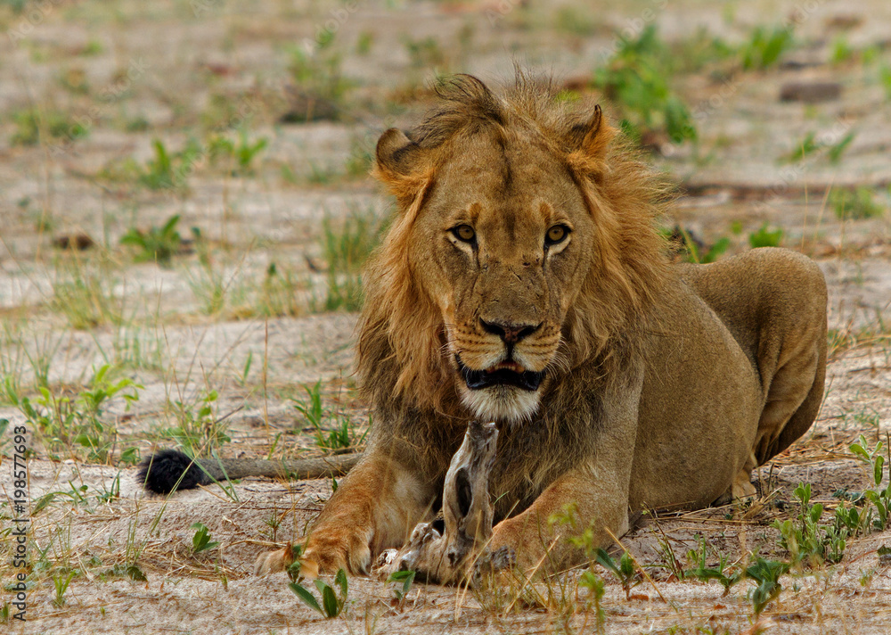 An old male lion (Panthera Leo) resting on the african plains. The Lion looks a bit beaten up and has a scruffy small mane. Hwange National Park, Zimbabwe An old male lion (Panthera Leo) resting on the african plains. The Lion looks a bit beaten up and has a scruffy small mane. Hwange National Park, Zimbabwe