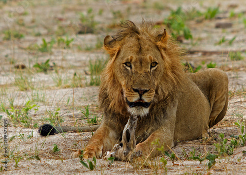 An old male lion (Panthera Leo) resting on the african plains. The Lion looks a bit beaten up and has a scruffy small mane. Hwange National Park, Zimbabwe