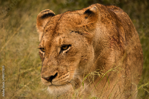 Fototapeta Naklejka Na Ścianę i Meble -  Lioness moving through the long grass 