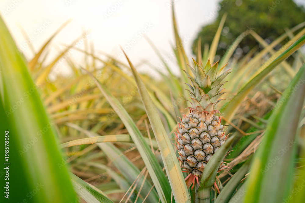 Pineapple tropical fruit growing in a farm Pineapple tropical fruit growing in a farm