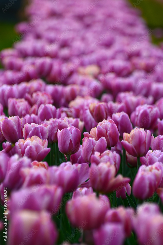 Obraz premium Spring flowerbed with tulips of the same color. Annual decoration.