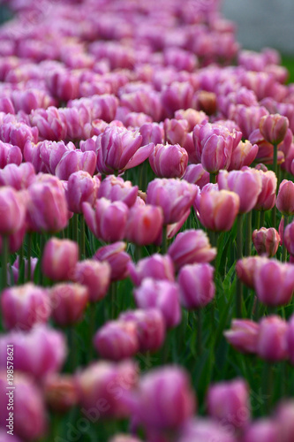 Spring flowerbed with tulips of the same color. Annual decoration.