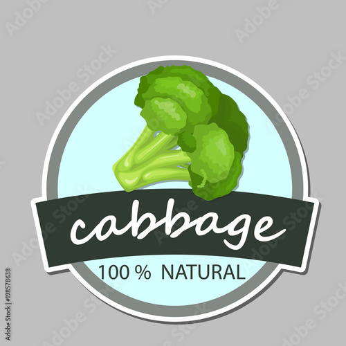 Fresh green cabbage vegetable isolated. cabbage for farm market, vegetarian salad recipe design. Vector illustration in flat style