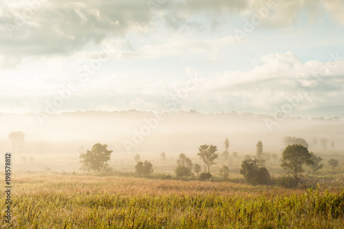 Scenery of grassland in the morning mist.