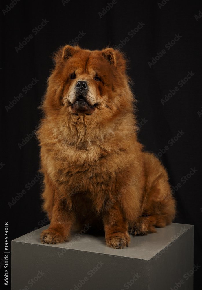 A dog of the Chow-chow breed of bright red color sits on a pedestal in the studio on a black background
