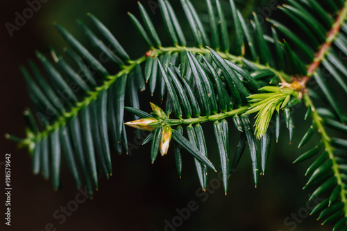 Torreya taxifolia branches