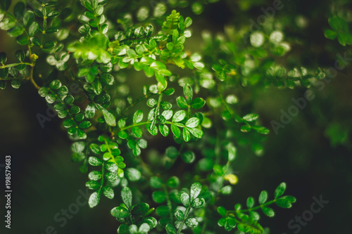 green leaves in light
