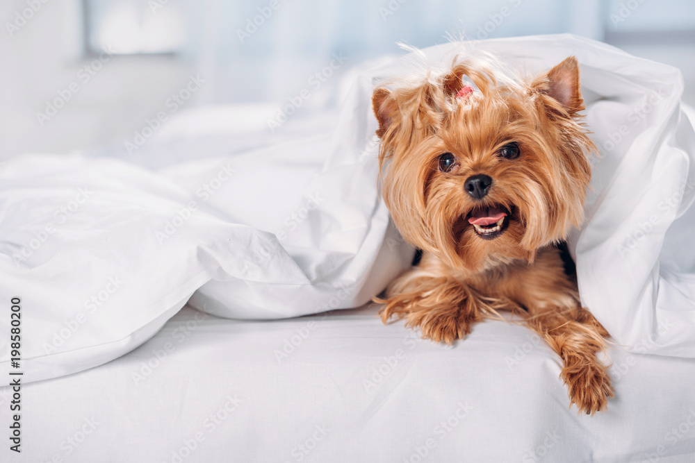 close up view of cute little yorkshire terrier lying on bed covered with blanket