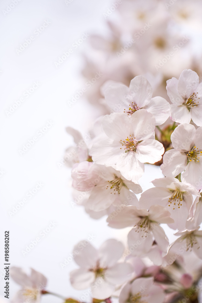 Beautiful cherry blossom in spring time