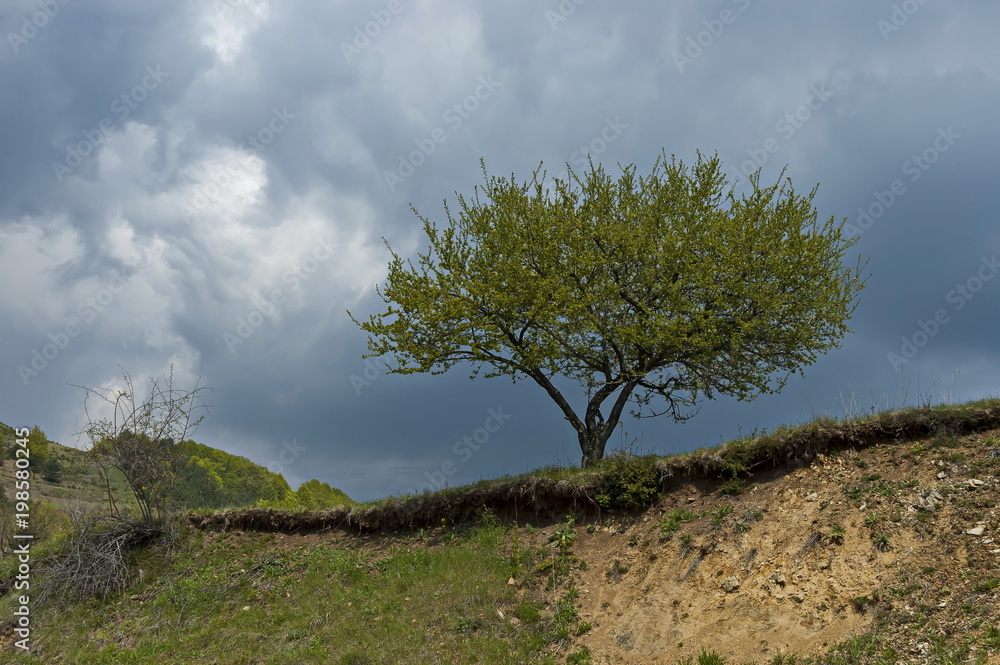A springtime scene wild plum tree with fresh green leaves on mountain slope, Plana mountain, Bulgaria A springtime scene wild plum tree with fresh green leaves on mountain slope, Plana mountain, Bulgaria