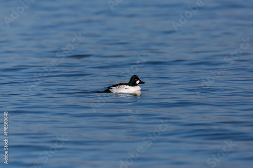 male goldeneye duck (bucephala clangula) swimming in water