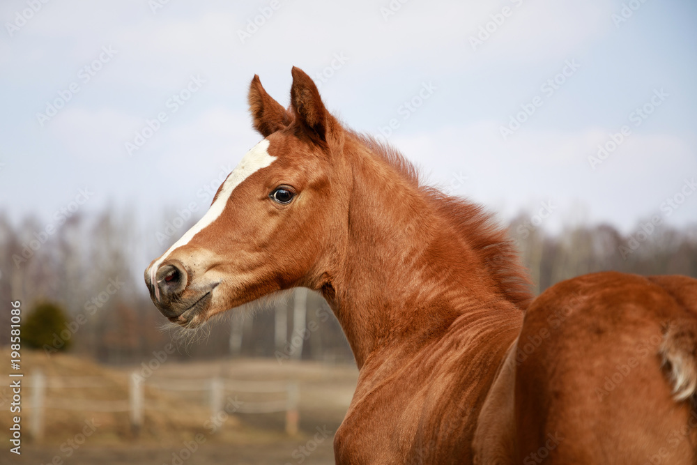 Portrait of the red foal outdoors