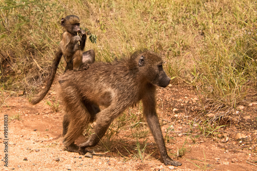 Chacma baboon mother with baby hitching a ride 