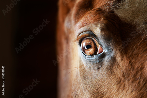 Fototapeta Naklejka Na Ścianę i Meble -  Eye of the horse close-up