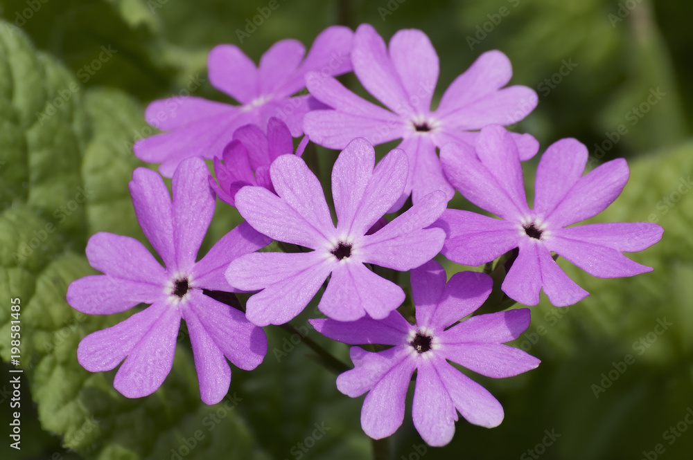 Japanese primrose (Primula sieboldii). Known also as Asiatic primrose and Cortusoides primula. Another scientific name is Primula patens. Japanese primrose (Primula sieboldii). Known also as Asiatic primrose and Cortusoides primula. Another scientific name is Primula patens.