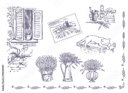 Vector collection of graphic lavender flowers sketch. Vector set of hand drawn lavender illustration in lilac color. Vintage collection of lavender flowers sketch isolated on white. Provence, France. photo