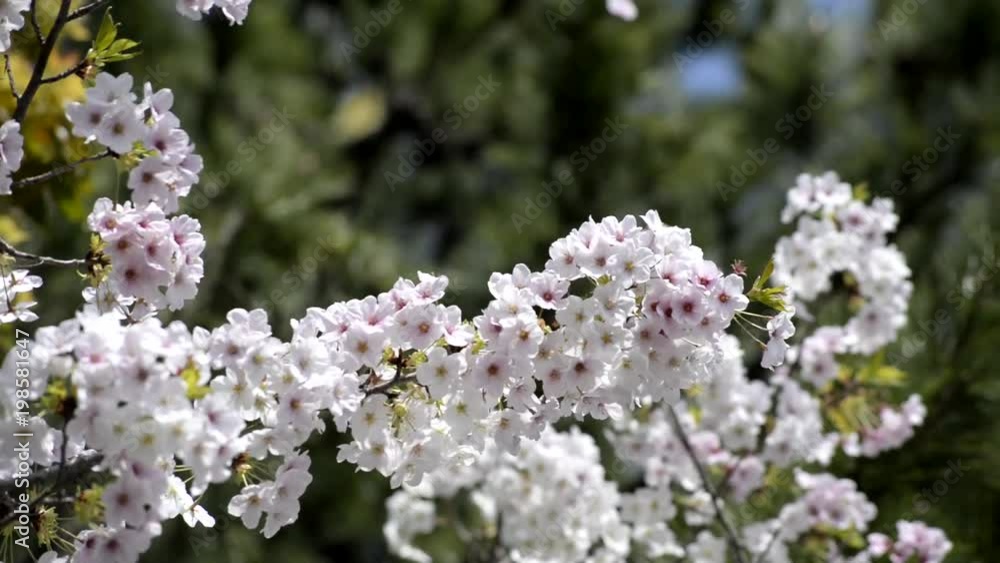 japanese cherry japanese cherry