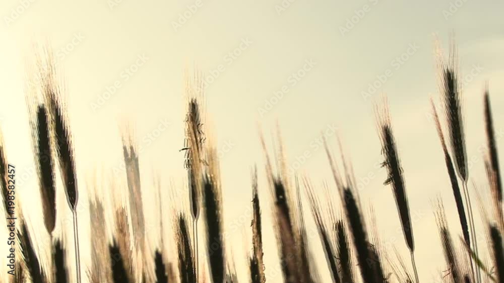 cornfield in bavaria detail 02 cornfield in bavaria detail 02