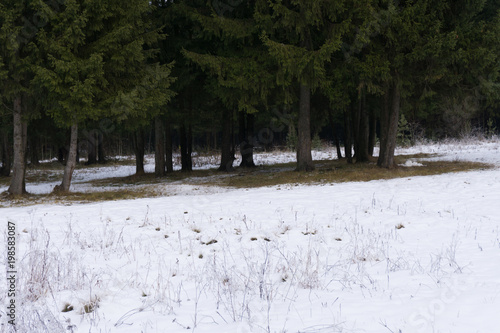 The first snow in the forest in Lisi Road . photo