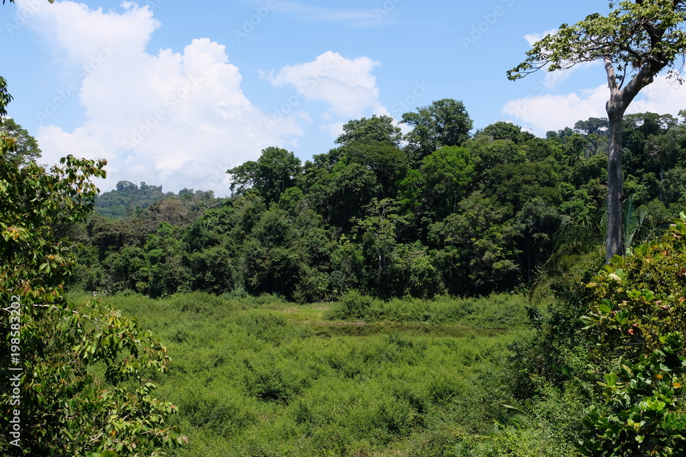 Tropical jungle Tropical jungle