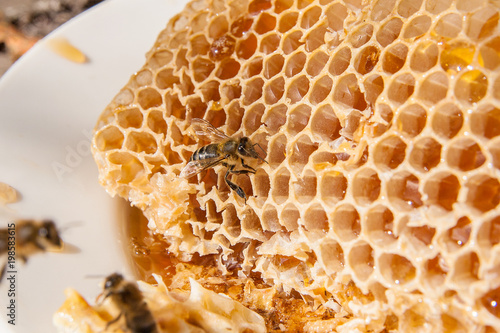 Close up view of the working bee on the honeycomb with sweet honey. Sweet honey in the white plate on wooden background.