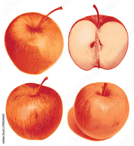 Vector set of isolated colored red apple half and whole juicy fruit on white background. Realistic fruit collection.