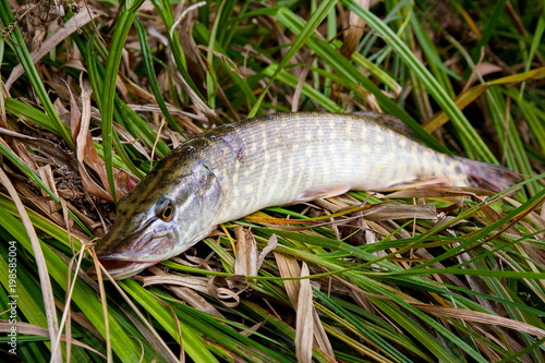 Close up view of big freshwater pike lies on dry and green reed..