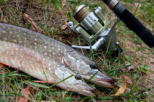 Freshwater pike fish and fishing equipment lies on green grass..