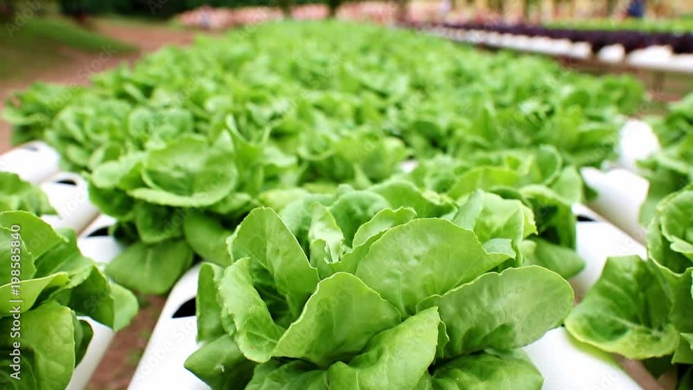 Growing butter-lettuce on a farm. Rows of green salad with irrigation system. Growing butter-lettuce on a farm. Rows of green salad with irrigation system.