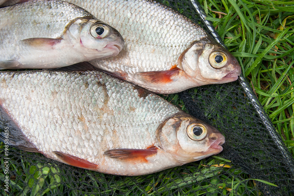 Pile of the white bream or silver fish and white-eye bream with fishing rod with reel on the natural background. .