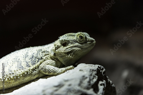 bearded dragon