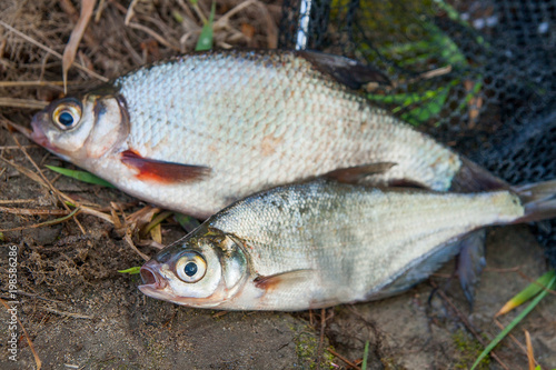 Several freshwater fish: white bream or silver fish and zope or the blue bream on black fishing net..