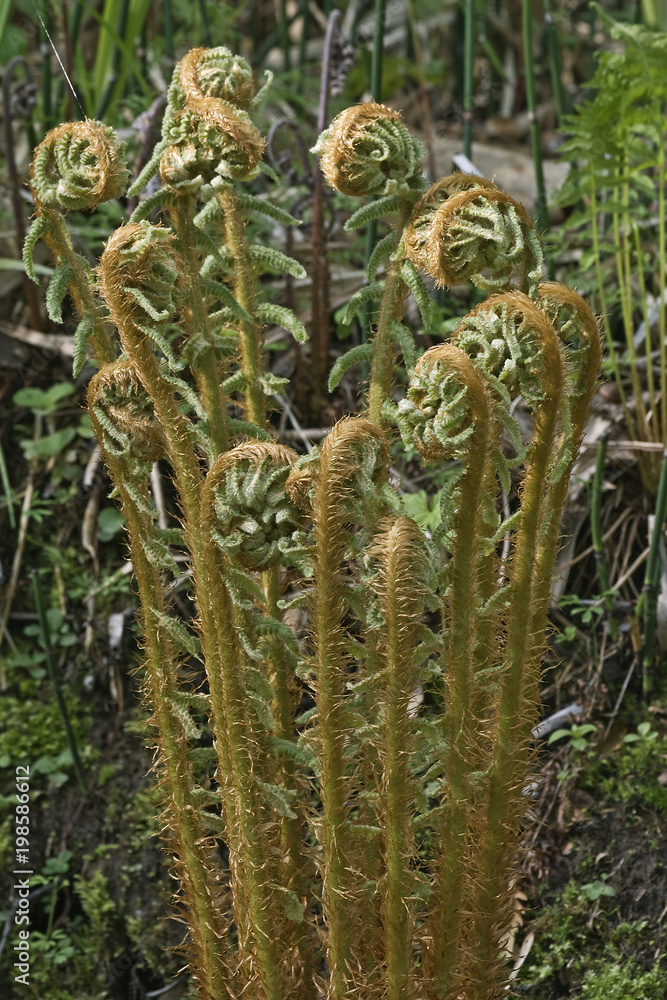 Thick stemmed wood fern (Dryopteris crassirhizoma). Known also as Crown wood fern. Thick stemmed wood fern (Dryopteris crassirhizoma). Known also as Crown wood fern.