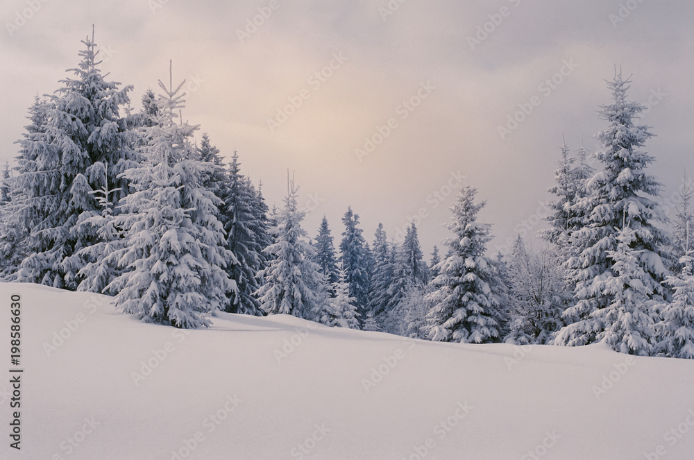 Snowy winter postcard-like fairytale of virgin nature of the fir forest high in mountains at daytime. Shot on film camera with noise and grain Snowy winter postcard-like fairytale of virgin nature of the fir forest high in mountains at daytime. Shot on film camera with noise and grain