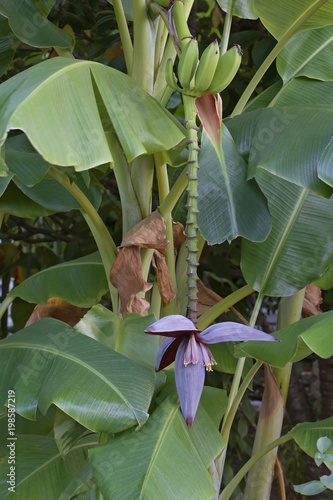 Foto Japanese banana (Musa basjoo)